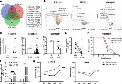 A miR-137-XIAP axis contributes to the sensitivity of TRAIL-induced cell death in glioblastoma